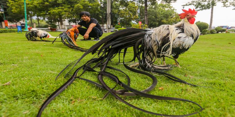 Gà Cảnh Đuôi Dài – Đặc Điểm Và Phương Pháp Nuôi Gà Chuẩn 6 Gà Cảnh Đuôi Dài